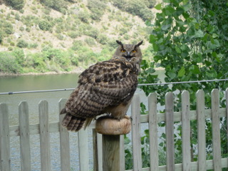 Demostración de cetrería