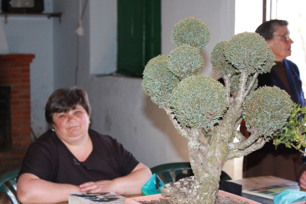 Taller de bonsai Taller de bonsai